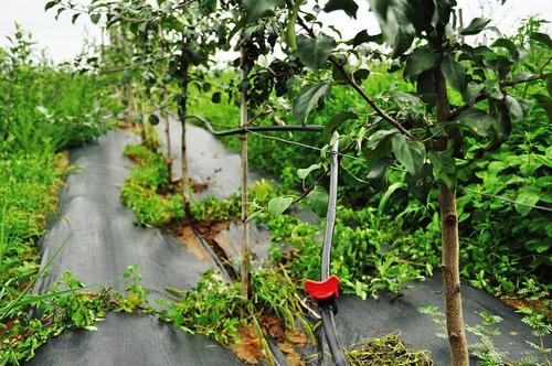 苹果园水肥一体化手艺有哪些要点？